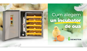 Cum alegem un incubator de oua